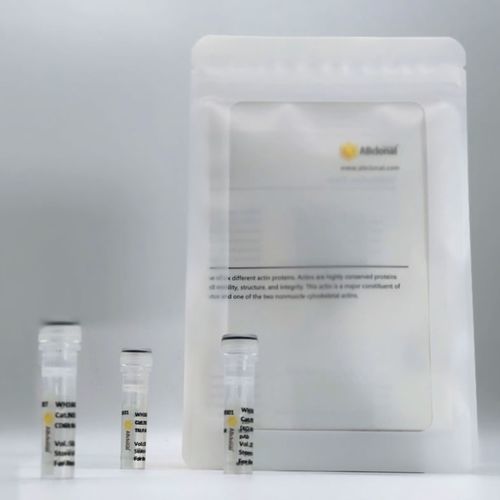 Antikörper - RM17575 - ABclonal Technology - Diagnose / für ELISA / für RNA-Synthese