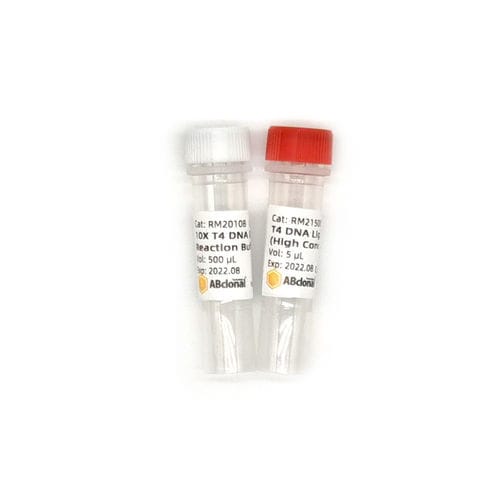Pufferlösung - RK21500 - ABclonal Technology - Ligase ADN / für Mikrobiologie / Phosphat