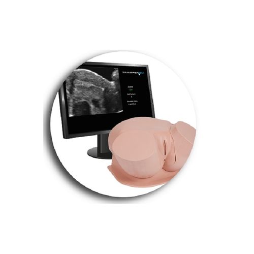 Trainingssimulator - TransferSim™ - Accurate S.r.l. - zur Embryonenübertragung / Traumazustände / Schwangerschaft