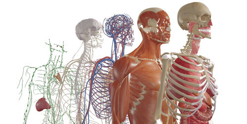 Virtual-Reality-Software - BodyMap - Medical Augmented Intelligence (MAI) - Projektentwicklung / Simulation / Inspektion