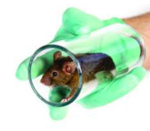 Umgebungsbereicherung für Tiere - 3084104 - Zoonlab GmbH