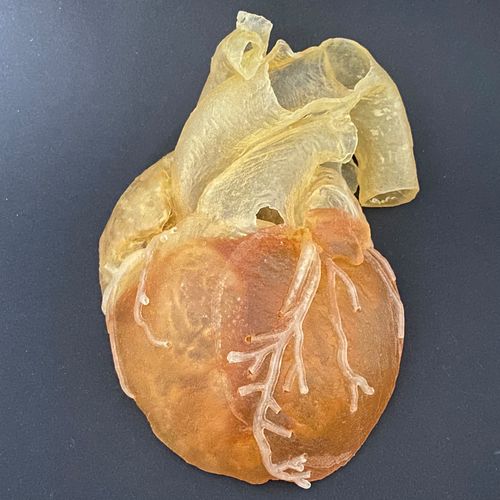 Anatomisches Modell / Koronararterien - Schiner3DRepro - Ausbildung / für kardiovaskuläre Katheterisierung / halbtransparent