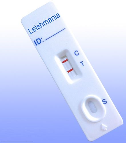 Leishmania-Schnelltest - ILE-402 - HWTAi - Leishmania / Serologie / IgG