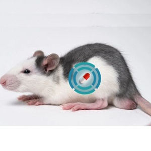 Telemetrisches Implantat / für die Tierforschung - Shanghai TOW Intelligent Technology - für präklinische Forschung / für Kleintiere / für Großtiere