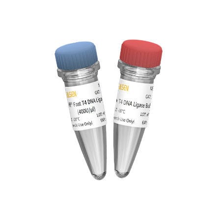 Reagenz / Ligase ADN - 10299ES series - Yeasen Biotechnology (Shanghai) Co., Ltd - Enzyme / Nukleinsäure / für Forschungszwecke