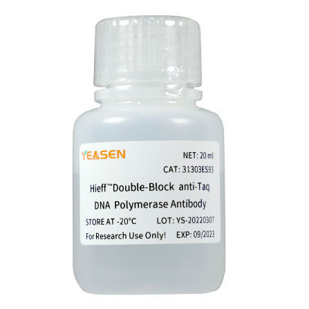Antikörper - Hieff™ - Yeasen Biotechnology (Shanghai) Co., Ltd - monoklonaler Antikörper / DNA-Polymerase / für Molekularbiologie