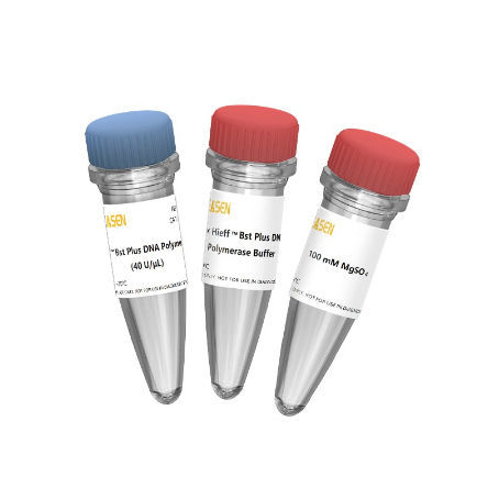 Bst-DNA-Polymerase-Reagenz - Hieff™ - Yeasen Biotechnology (Shanghai) Co., Ltd - als Lösung / Enzyme / für Molekularbiologie