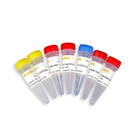 Taq-Polymerase-Reagenz - Hieff™ - Yeasen Biotechnology (Shanghai) Co., Ltd - DNA-Polymerase / für Molekularbiologie