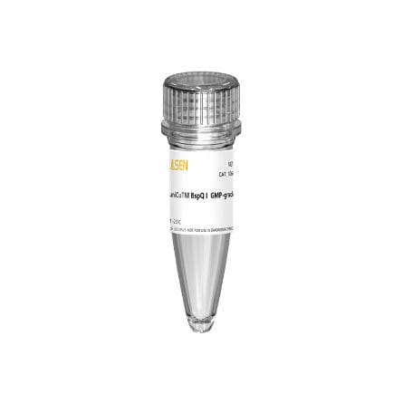 Enzyme-Reagenz - 10664ES series - Yeasen Biotechnology (Shanghai) Co., Ltd - für In-vitro-Transkription / flüssig / Protein