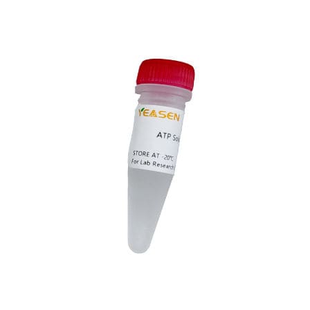 ATP-Reagenz - 10129ES series - Yeasen Biotechnology (Shanghai) Co., Ltd - als Lösung / für In-vitro-Transkription / für RNA-Synthese