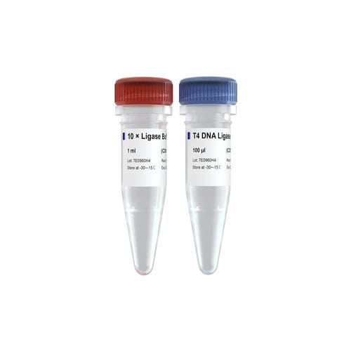Reagenz / Ligase ADN - C301 - Vazyme - für PCR / zur Qualitätskontrolle / Phosphat