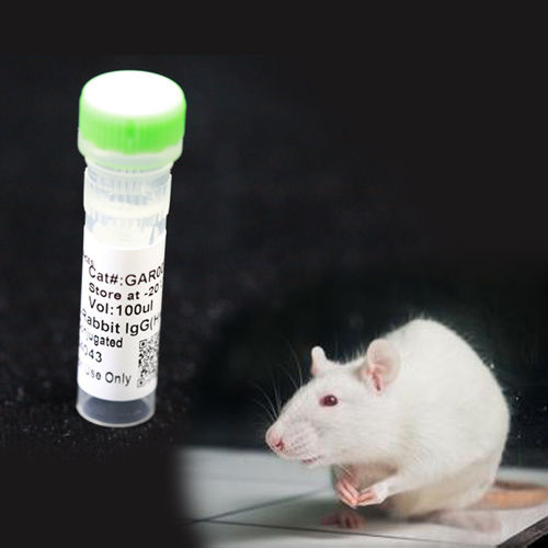 Monoklonaler Antikörper - BAB1720 - MULTI SCIENCES(LIANKE) BIOTECH, CO.,LTD. - Konservierungsmittel / für Forschungszwecke / Protein