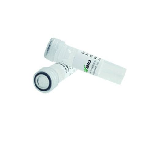 Enzyme-Reagenz - GoldStar - Jiangsu CoWin Biotech Co.,Ltd - DNA-Polymerase / Taq-Polymerase / Kalibrierung