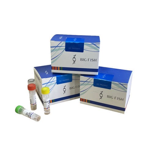 Testkit für Infektionskrankheiten - Hangzhou Bigfish Bio-tech Co., Ltd. - für Schweine / Echtzeit / für PCR