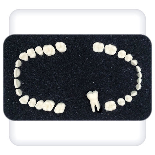 Anatomisches Modell / Kiefer - Leonardo - SATC solution - Zahn / Dental / für Zahnbehandlung