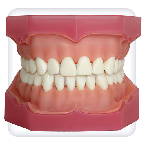 Anatomisches Modell / Kiefer - CM0004 - SATC solution - Gebiss / Dental / Ausbildung