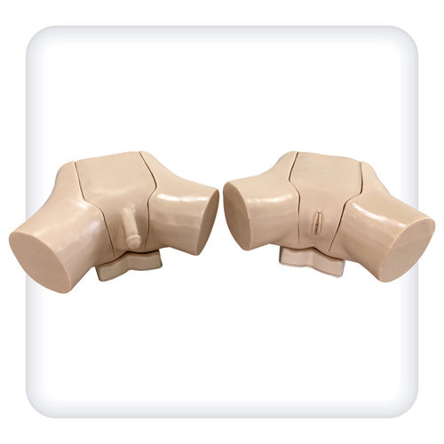 Trainingssimulator - M1099 - SATC solution - für Katheterisierung / für urologische Behandlungen / Anatomie
