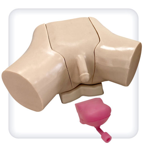 Trainingssimulator - M1132 - SATC solution - für Katheterisierung / für urologische Behandlungen / Mann