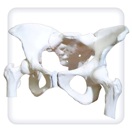 Anatomisches Modell / Becken - M1111 - SATC solution - Oberschenkelknochen / Geburtshilfe/Gynäkologie / für Vorführzwecke