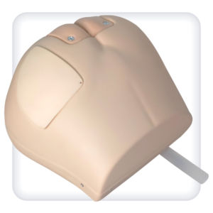 Anatomisches Modell / Gesäßbacke - M1006 - SATC solution - Gesäß / Rumpf / anal