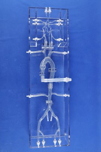 Blutgefäße-Gefäßmodell - SJK001D - Trando 3D Medical Technology - Arterie / Arteria femoralis / Gehirn