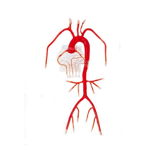 Körper-Gefäßmodell - XX-007D - Trando 3D Medical Technology - Arterie / Koronararterien / für kardiovaskuläre Katheterisierung