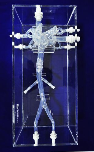 Anatomisches Modell / Vena-Cava - XXK-002J - Trando 3D Medical Technology - Ausbildung / transparent