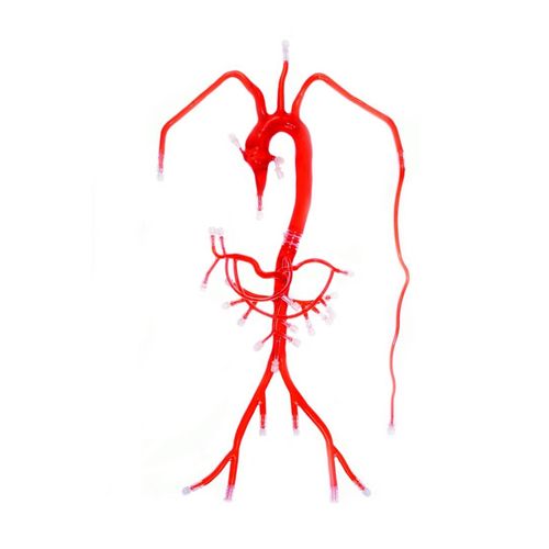 Anatomisches Modell / Arterie - FB002D - Trando 3D Medical Technology - Bauch / Ausbildung / transparent