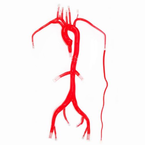 Arterie-Gefäßmodell - XX-XZG-XZ0-01D - Trando 3D Medical Technology - Arteria femoralis / für Gefäßchirurgie / Ausbildung