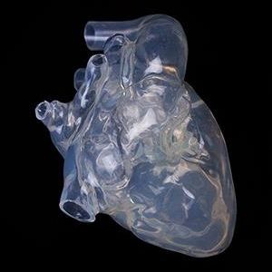 Anatomisches Herzmodell - XXZ002 - Trando 3D Medical Technology - Ausbildung / männlich / Erwachsene