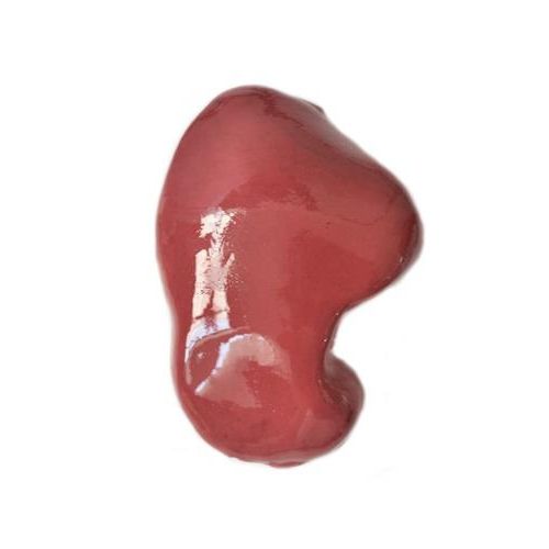 Anatomisches Modell / Leber - HSX001 - Trando 3D Medical Technology - Gallen / Ausbildung