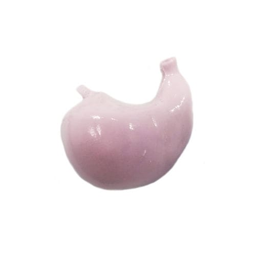 Anatomisches Muskelmodell - HSX006 - Trando 3D Medical Technology - Muskel / Magen / Ausbildung