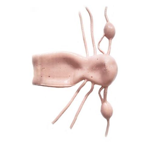 Anatomisches Modell / HWS - HSX009 - Trando 3D Medical Technology - Bauch / Körper / Gebärmutter