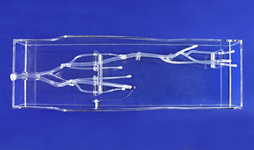 Anatomisches Modell / Arterie - XZK003D - Trando 3D Medical Technology - Arteria femoralis / Vene / untere Extremitäten
