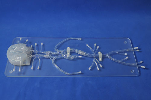 Intrakranieller anatomisches Modell - SJ005D - Trando 3D Medical Technology - Arterie / Arteria femoralis / Arteria carotis