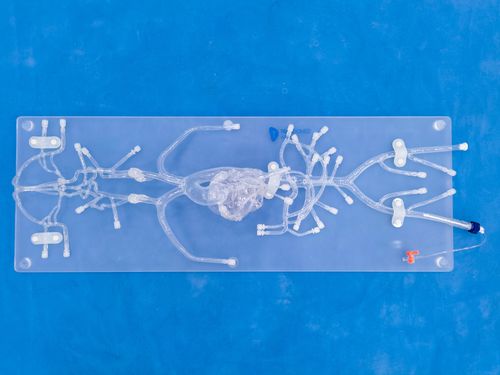 Gefäßmodell für Angiographie - QS002D - Trando 3D Medical Technology - Blutgefäße / Arterie / Arteria femoralis
