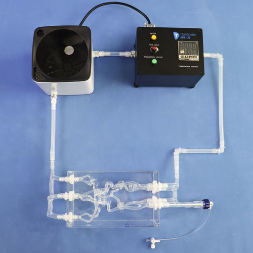 Arterie-Gefäßmodell - SJK002D-01 - Trando 3D Medical Technology - Arteria carotis / Blutgefäße / Gehirn