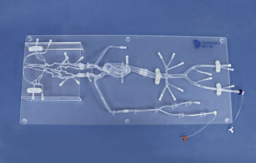 Intrakranieller anatomisches Modell - SJ001D-06 - Trando 3D Medical Technology - Arterie / Arteria femoralis / Ausbildung