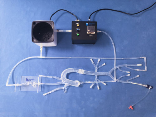 Intrakranieller Gefäßmodell - XXS011 - Trando 3D Medical Technology - Blutgefäße / Arterie / Arteria femoralis