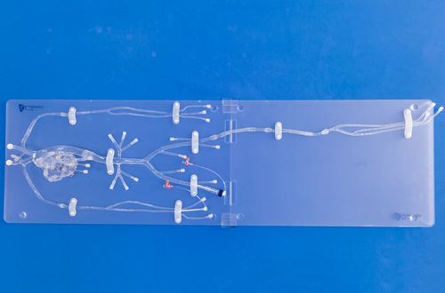 Anatomisches Modell / Koronararterien - FA005D - Trando 3D Medical Technology - Ausbildung / transparent / flexibel