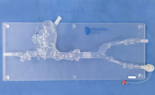 Herzgefäßmodell - XXK006J - Trando 3D Medical Technology - Blutgefäße / Vena-Cava / Vene