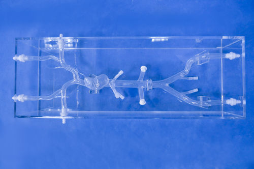 Anatomisches Herzmodell - XXD017 - Trando 3D Medical Technology - Vena-Cava / Ausbildung / transparent