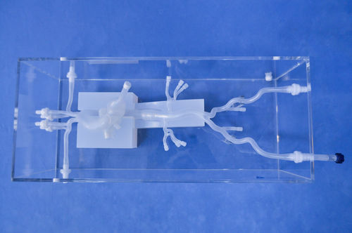 Anatomisches Modell / Herz - XXD020 - Trando 3D Medical Technology - Arterie / für minimalinvasive Chirurgie / Ausbildung