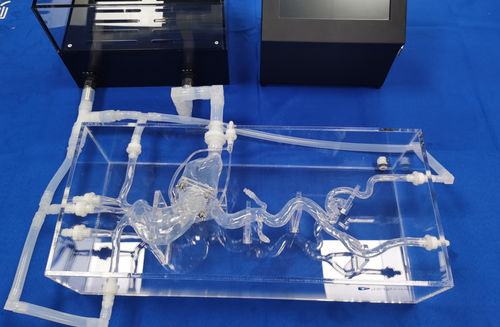 Koronararterien-Gefäßmodell - XXS020 - Trando 3D Medical Technology - Herz / Blutgefäße / Arterie