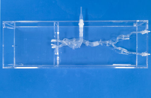 Herzgefäßmodell - XXD027 - Trando 3D Medical Technology - Bein / Blutgefäße / Arterie