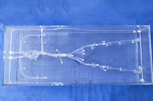 Herzgefäßmodell - XXS008 - Trando 3D Medical Technology - Blutgefäße / untere Extremitäten / für minimalinvasive Chirurgie