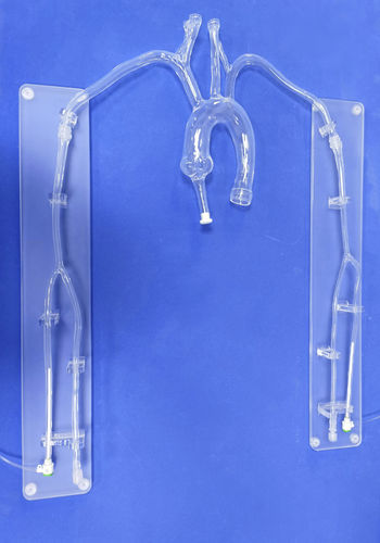 Anatomisches Herzmodell - XX001D1 - Trando 3D Medical Technology - Thorax / für minimalinvasive Chirurgie / Ausbildung