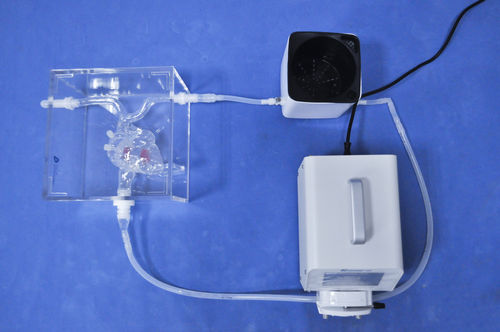 Anatomisches Herzmodell - XX-003J - Trando 3D Medical Technology - Vena-Cava / für minimalinvasive Chirurgie / Ausbildung
