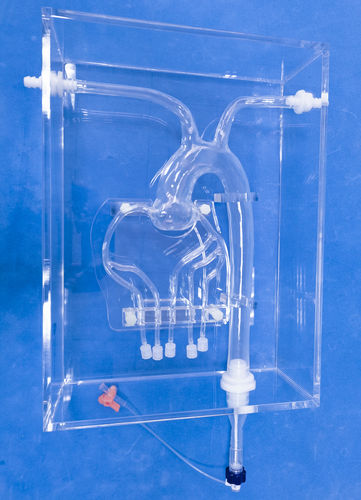 Anatomisches Modell / Koronararterien - XXK001D - Trando 3D Medical Technology - Arterie / für Vorführzwecke / transparent