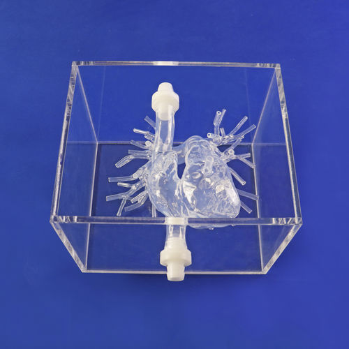 Anatomisches Modell / Arterie - PA001-02 - Trando 3D Medical Technology - für minimalinvasive Chirurgie / Ausbildung / transparent